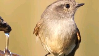 Burung kecil sedang minum air - lucu