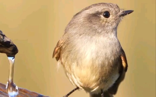 Little bird drinking water - cute