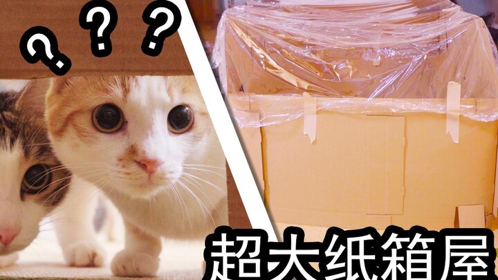 Người cuộn tròn trong thùng carton? Mèo: Tuy tôi không phải người, nhưng bạn đúng là mèo thật! 33 ch