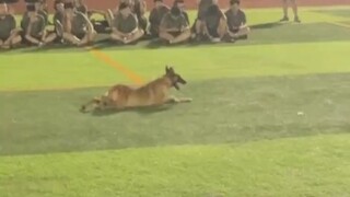 教官：别说我阴阳你们狗练的都比你们好