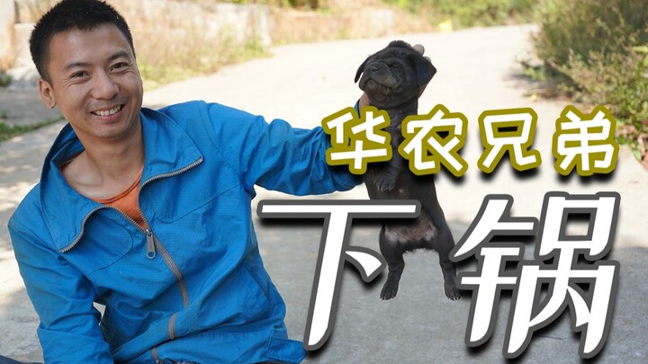 【华农兄弟】下锅（下山）