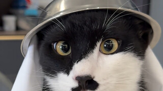 مياو سان، زهور الكرز في مسقط رأسك قد أزهرت، هل ترغب في العودة لرؤيتها؟