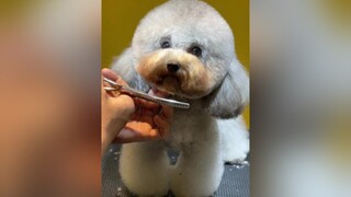 Bé của bạn màu gì thucung xuhuong poodletiny poodle  style