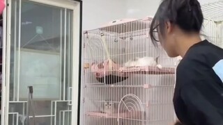 Toko hewan peliharaan "kasar" saat memandikan anjing, pemilik toko: Tidak akan menerima yang cengeng