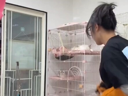 Pet store "violently" bathes dogs; owner says, "I won't take on overly sensitive ones—I don't think 