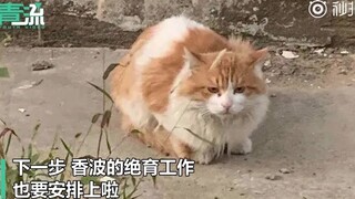 北大流浪猫因抓人被连贴12张告示“公开处刑”，不允许喂食学生抚摸，猫：咦，为啥没人喂我啦！