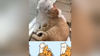 Hôm nay không có cơm chó,ăn cơm mèo tạm vậy🐱 mèo cute foryou