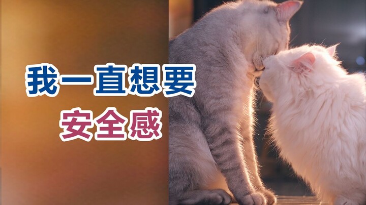 I smell another cat on him...