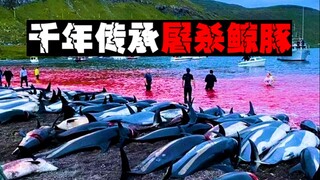 [Whale and Dolphin Slaughter] Environmentalist countries kill thousands of dolphins an hour, and the