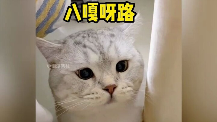 A Roundup of Cat Stars That Can Talk Like Humans