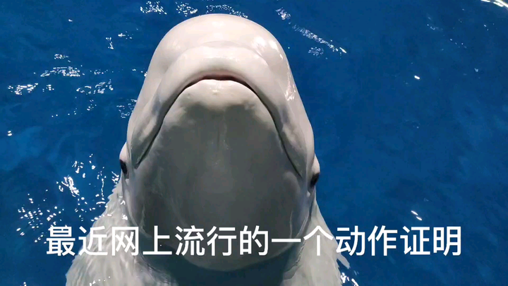 Satu gerakan ini buktiin apakah kamu pernah memukul anjingmu!