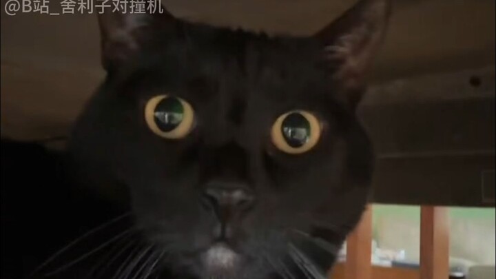 【Funny Daily Life of Earth’s Creatures #292】