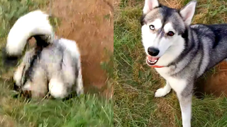 หมาน่ารักเฮฮา วิดีโอสัตว์เลี้ยงตลก