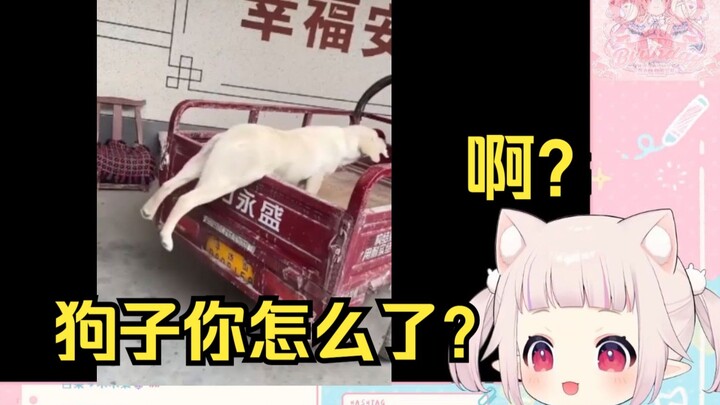 日本萝莉看《本来心情很烦躁 直到看到这傻狗》当场难绷