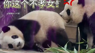 Aibao benar-benar tidak mudah ya, setiap pukulan yang diterima Fubao bukanlah sia-sia～#Panda Raksasa