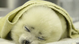 Bayi anjing laut yang baru lahir di Akuarium Osaka Kaiyukan