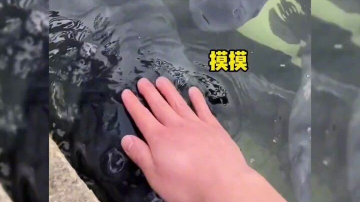 Pria berbagi pengalaman ‘mengelus ikan’, netizen: “Pernah lihat orang mengelus kucing dan anjing, ba