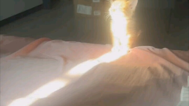 Can humans survive without kittens? We're just toughing it out!