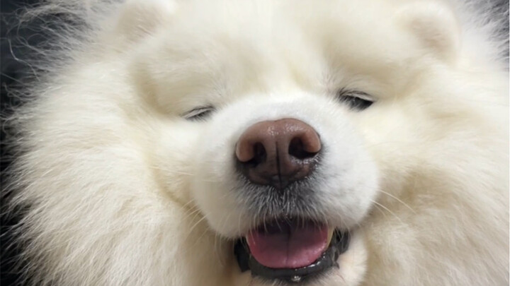 Nuôi một chú Samoyed là bạn đã kiếm được bộn tiền rồi đấy...