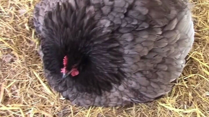 [Orpington Chicken] Black Fat Chicken with Puffed-Up Feathers, Fluffed Up Into a Ball
