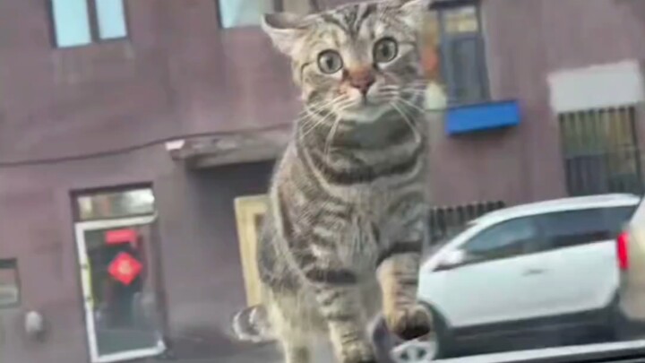 Kucing kecil yang tidak punya batas personal