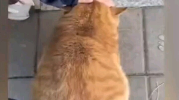 โลกนี้ขาดส้มใหญ่ไม่ได้!