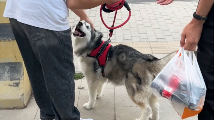 What happened to the dog that was tricked by the college student?