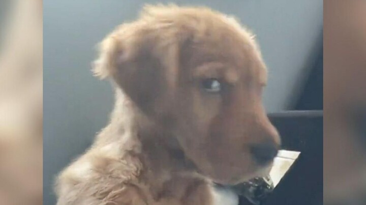 Ada beberapa anjing yang memang sengaja dibuat untuk bikin kamu kesal.