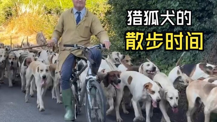 วิดีโอสัตว์ที่น่าทึ่งเหล่านั้น!