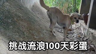 挑战流浪100天彩蛋 冒险继续！