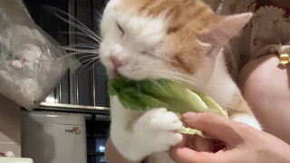 How come lettuce tastes so good?