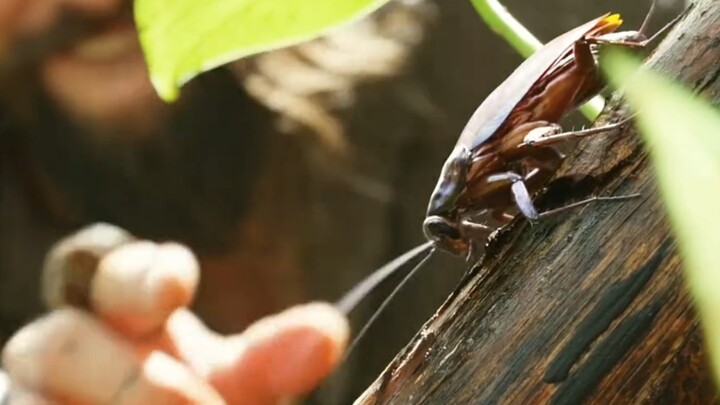 Cockroaches are rich in protein.