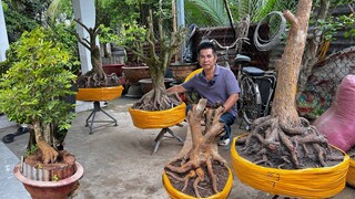 PHÔI MAI VÀNG, MAI TỨ QUÝ, 17/7/2024(#O939O48121 MAU ) CÚC THỌ HƯƠNG, Siêu Bông S G -@bonsai Can Tho