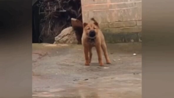 哎我尼玛~我尼玛大哥我不行了