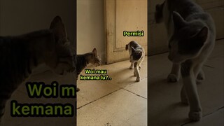 Kucing Lucu Marah-Marah Sama Temannya ..!