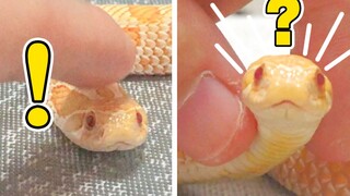 [Animals]Daily life of cute pet snake