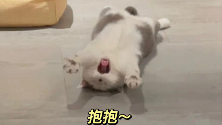 This momma’s boy kitten with barrier-free communication is just too cute!