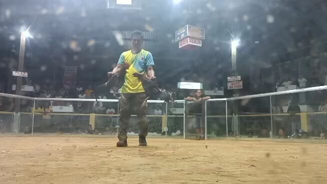 Pure Lemon Banahaw,Champion 3 cock derby Taytay palawan