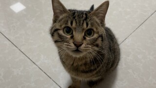 The kitten was scared: This thing can really make a hole in my forehead