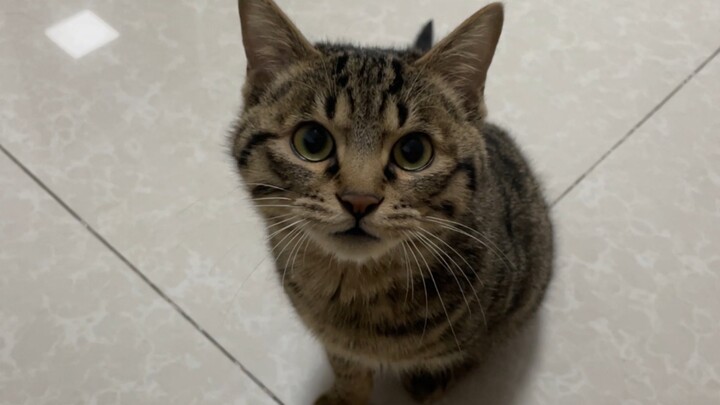 The kitten was scared: This thing can really make a hole in my forehead