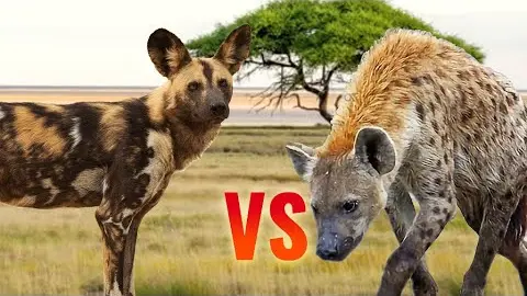 what is the difference between hyenas and wild dogs