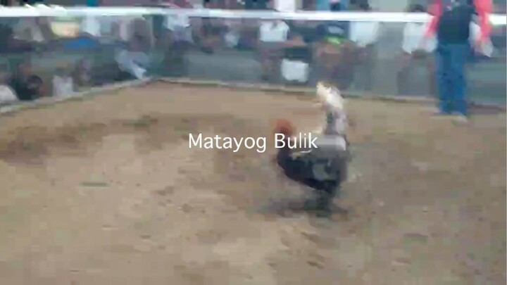 Matayog Bulik #Champion
