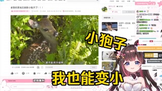 东北狍子看《老登的菜地又刷新小狍子了》当场绷不住了！“小狍子真可爱！！！”