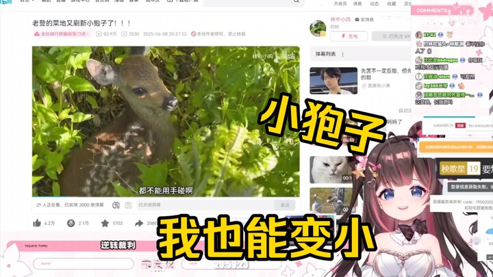 东北狍子看《老登的菜地又刷新小狍子了》当场绷不住了！“小狍子真可爱！！！”