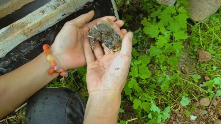 【Wild Youth】Found a nest of baby birds in a broken sofa; built them a new home on a walnut tree