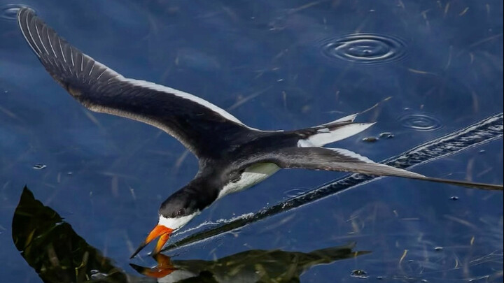 Black Skimmer: A rather novel fishing technique.