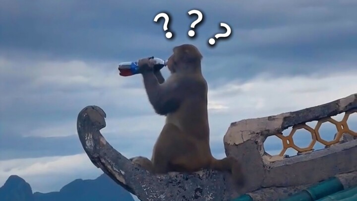 Penghargaan 300 Kelakuan Membingungkan Hewan