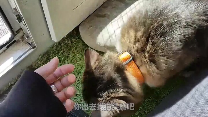 An owl bullied a kitten, nearly ending its life.