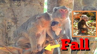 Very Sadness Baby Monkey Fall Down From High Tree, Pity Baby Monkey Cry Call Mom To Help Baby Back