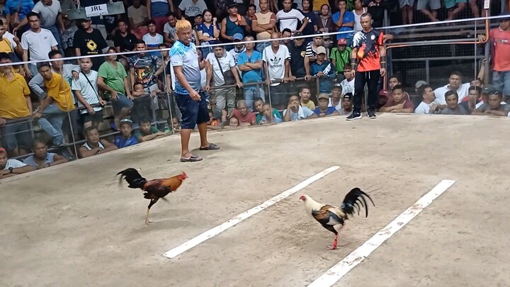 7 stag derby #salpukan #nationalbanded